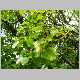 cheirodendron trigynum1.jpg